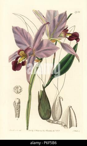 Zweischneidige laelia Orchidee, Laelia anceps. Papierkörbe Kupferstich von S. Watt nach einer Abbildung von Miss Drake von Sydenham Edwards'' Der Botanische Registrieren", London, Ridgway, 1835. Sarah Anne Drake (1803-1857) zog über 1.300 Platten für die Botaniker John Lindley, darunter viele Orchideen. Stockfoto