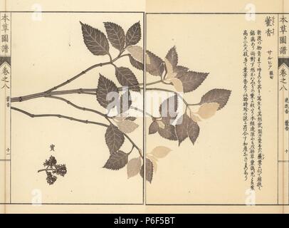 Lophanthus sp. Farbe gedruckten Holzschnitt Kupferstich von Kan'en Iwasaki von "Honzo Zufu", eine illustrierte Anleitung zu Heilpflanzen, Japan, 1884. Iwasaki (1786-1842) war ein japanischer Botaniker, Entomologe und Zoologe. Er war einer der ersten japanischen Botaniker westlichen Wissens in seine Studien zu integrieren. Stockfoto