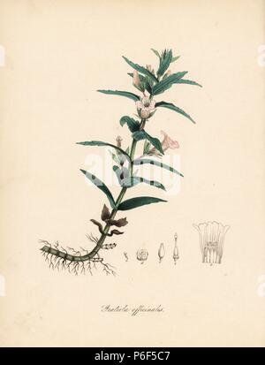 Hedgehyssop oder Kraut der Gnade, Gratiola officinalis. Von einer Abbildung von Stephenson und Churchill's 'Medizinische Botanik." Papierkörbe zincograph von C. Chabot von Miss M. A. Burnett von ihrem 'World Utiliores: oder Abbildungen von Nutzpflanzen gezeichnet", Whittaker, London, 1842. Miss Burnett zeichnete die botanische Abbildungen, aber der Text wurde vor allem durch ihren verstorbenen Bruder, britische Botaniker Gilbert Thomas Burnett (1800-1835). Stockfoto