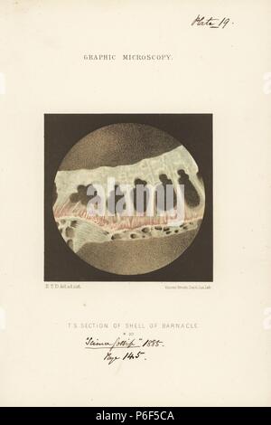 Querschnitt der Hülle eines Barnacle, Balanus sulcatus, vergrößerte x30. Chromolithograph nach einer Illustration von E.T.D., Lithographiert von Vincent Brooks, von 'Grafik Mikroskopie" Platten zu veranschaulichen" hardwicke's Science Klatsch", London, 1865-1885. Stockfoto