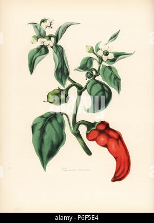 Bell oder Chili, Capsicum annuum, mit Blumen, Blätter und Früchte. Papierkörbe zincograph durch Chabots von Miss M. A. Burnett von ihrem 'World Utiliores: oder Abbildungen von Nutzpflanzen gezeichnet", Whittaker, London, 1842. Miss Burnett zeichnete die botanische Abbildungen, aber der Text wurde vor allem durch ihren verstorbenen Bruder, britische Botaniker Gilbert Thomas Burnett (1800-1835). Stockfoto