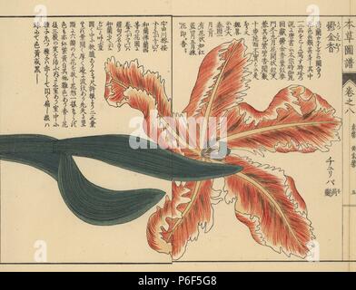 Tulpen, Tulipa gesneria L. forma. Farbe gedruckten Holzschnitt Kupferstich von Kan'en Iwasaki von "Honzo Zufu", eine illustrierte Anleitung zu Heilpflanzen, Japan, 1884. Iwasaki (1786-1842) war ein japanischer Botaniker, Entomologe und Zoologe. Er war einer der ersten japanischen Botaniker westlichen Wissens in seine Studien zu integrieren. Stockfoto