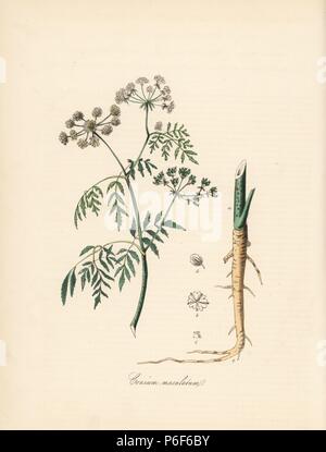 Gemeinsame, größer, beschmutzt oder poison Hemlock, conium Maculatum. Papierkörbe zincograph von C. Chabot von Miss M. A. Burnett von ihrem 'World Utiliores: oder Abbildungen von Nutzpflanzen gezeichnet", Whittaker, London, 1842. Miss Burnett zeichnete die botanische Abbildungen, aber der Text wurde vor allem durch ihren verstorbenen Bruder, britische Botaniker Gilbert Thomas Burnett (1800-1835). Stockfoto