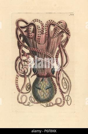 Gemeinsame Octopus, Octopus vulgaris. Abbildung gezeichnet und von Richard Polydore Nodder eingraviert. Papierkörbe Kupferstich von George Shaw und Frederick nodder's" des Naturforschers Miscellany", London, 1805. Stockfoto