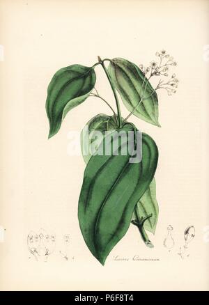 Wahre Zimtbaumes, Cinnamomum verum (Laurus cinnamomum). Papierkörbe zincograph durch Chabots von Miss M. A. Burnett von ihrem 'World Utiliores: oder Abbildungen von Nutzpflanzen gezeichnet", Whittaker, London, 1842. Miss Burnett zeichnete die botanische Abbildungen, aber der Text wurde vor allem durch ihren verstorbenen Bruder, britische Botaniker Gilbert Thomas Burnett (1800-1835). Stockfoto