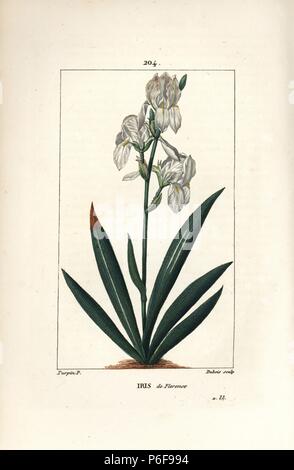 Florentiner Iris, Iris Florentina, Blume und Blatt. Papierkörbe Walze Kupferstich von Dubois aus einer Zeichnung von Pierre Jean-Francois Turpin von Chaumeton, Poiret und Chamberet "La Flore Medicale", Paris, Panckoucke, 1830. Turpin (17751840) war eine der drei Giganten der Französischen botanische kunst der Ära neben Pierre Joseph Redoute und Pancrace Bessa. Stockfoto