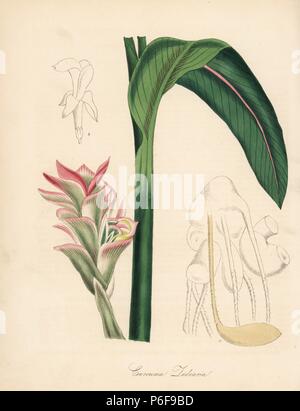 Weiß Gelbwurz, kentjur oder zitwer, Curcuma zedoaria. Von Stephenson und Churchill's 'Medizinische Botanik." Papierkörbe zincograph von C. Chabot von Miss M. A. Burnett von ihrem 'World Utiliores: oder Abbildungen von Nutzpflanzen gezeichnet", Whittaker, London, 1842. Miss Burnett zeichnete die botanische Abbildungen, aber der Text wurde vor allem durch ihren verstorbenen Bruder, britische Botaniker Gilbert Thomas Burnett (1800-1835). Stockfoto