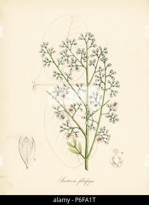 Mahagoni Baum, Soymida febrifuga (fiebermittel Swietenia Mahagoni Baum, febrifuga). Von eine Illustration von Weddell in Stephenson und Churchill's 'Medizinische Botanik." Papierkörbe zincograph von C. Chabot von Miss M. A. Burnett von ihrem 'World Utiliores: oder Abbildungen von Nutzpflanzen gezeichnet", Whittaker, London, 1842. Miss Burnett zeichnete die botanische Abbildungen, aber der Text wurde vor allem durch ihren verstorbenen Bruder, britische Botaniker Gilbert Thomas Burnett (1800-1835). Stockfoto