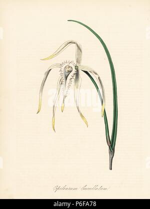 Brassavola cucullata Orchid (Hooded epidendrum, Epidendrum cucullatum). Von eine Illustration von S.T. kopiert Edwards von William Curtis'' Botanical Magazine." Papierkörbe zincograph von C. Chabot von Miss M. A. Burnett von ihrem 'World Utiliores: oder Abbildungen von Nutzpflanzen gezeichnet", Whittaker, London, 1842. Miss Burnett zeichnete die botanische Abbildungen, aber der Text wurde vor allem durch ihren verstorbenen Bruder, britische Botaniker Gilbert Thomas Burnett (1800-1835). Stockfoto