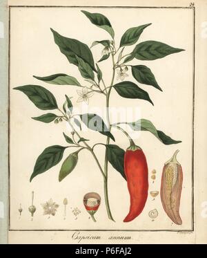 Bell, süße oder Chili, Capsicum annuum. Papierkörbe Kupferstich von F. Guimpel von Dr. Friedrich Gottlob Hayne's Medical Botany, Berlin, 1822. Hayne (1763-1832) war ein deutscher Botaniker, Apotheker und Professor für Pharmazeutische Botanik an der Universität Berlin. Stockfoto
