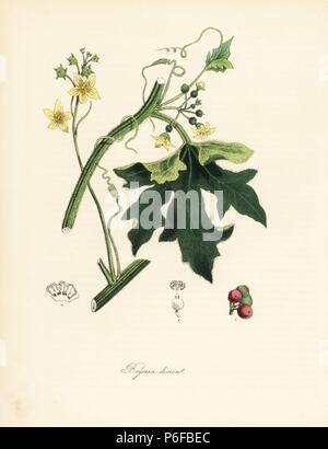 Red bryony, Bryonia dioica. Auf der von William Clark's Abbildung kann von John Stephenson und James Morss Churchill's 'Medizinische Botanik. W Handkoloriert zincograph von C. Chabot von Miss M. A. Burnett von ihrem 'World Utiliores: oder Abbildungen von Nutzpflanzen gezeichnet", Whittaker, London, 1842. Miss Burnett zeichnete die botanische Abbildungen, aber der Text wurde vor allem durch ihren verstorbenen Bruder, britische Botaniker Gilbert Thomas Burnett (1800-1835). Stockfoto