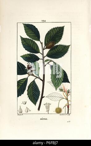 Buche, Fagus sylvatica. Papierkörbe Walze Kupferstich von Lambert Junior aus einer Zeichnung von Pierre Jean-Francois Turpin von Chaumeton, Poiret und Chamberet "La Flore Medicale", Paris, Panckoucke, 1830. Turpin (17751840) war eine der drei Giganten der Französischen botanische kunst der Ära neben Pierre Joseph Redoute und Pancrace Bessa. Stockfoto