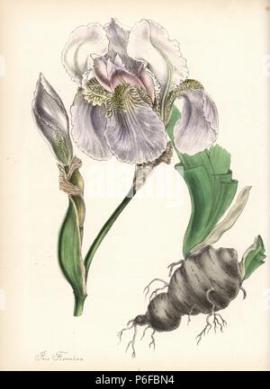 Florentiner Iris, Iris Florentina, mit Blume, Blatt und Wurzel. Papierkörbe zincograph durch Chabots von Miss M. A. Burnett von ihrem 'World Utiliores: oder Abbildungen von Nutzpflanzen gezeichnet", Whittaker, London, 1842. Miss Burnett zeichnete die botanische Abbildungen, aber der Text wurde vor allem durch ihren verstorbenen Bruder, britische Botaniker Gilbert Thomas Burnett (1800-1835). Stockfoto