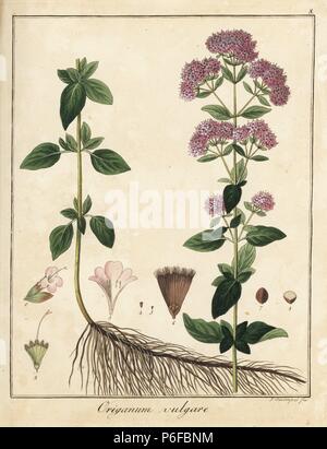 Oregano Origanum vulgare. Papierkörbe Kupferstich von F. Guimpel von Dr. Friedrich Gottlob Hayne's Medical Botany, Berlin, 1822. Hayne (1763-1832) war ein deutscher Botaniker, Apotheker und Professor für Pharmazeutische Botanik an der Universität Berlin. Stockfoto