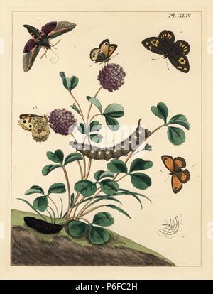 Wolfsmilch Hawk-moth, Hyles euphorbiae, Äsche, hipparchia Semele, Gatekeeper Pyronia tithonus, und gemeinsame White Wave, Cabera pusaria. Papierkörbe Lithographie nach einer Illustration von Mose Harris von "Aurelian; eine natürliche Geschichte der englischen Motten und Schmetterlinge, die neue Edition von J.O. Westwood, von Henry Bohn, London, 1840 veröffentlicht bearbeitet werden. Stockfoto