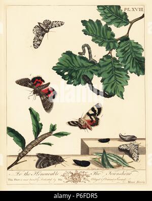 Biston betularia gepfeffert Motte und Red underwing Motte Catocala nupta, auf Eiche und Weidenruten. Papierkörbe Lithographie nach einer Illustration von Mose Harris von "Aurelian; eine natürliche Geschichte der englischen Motten und Schmetterlinge, die neue Edition von J.O. Westwood, von Henry Bohn, London, 1840 veröffentlicht bearbeitet werden. Stockfoto