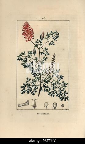 Fumitory, Fumaria officinalis, Blüten, Blätter und Samen. Papierkörbe Walze Kupferstich von Lambert Junior aus einer Zeichnung von Pierre Jean-Francois Turpin von Chaumeton, Poiret et Chamberet "La Flore Medicale", Paris, Panckoucke, 1830. Turpin (17751840) war eine der drei Giganten der Französischen botanische kunst der Ära neben Pierre Joseph Redoute und Pancrace Bessa. Stockfoto