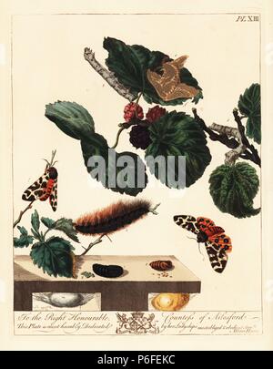 Silk Moth, Bombyx mori, und große oder garden Tiger Moth, Arctia caja, auf Maulbeerblättern, Morus alba. Papierkörbe Lithographie nach einer Illustration von Mose Harris von "Aurelian; eine natürliche Geschichte der englischen Motten und Schmetterlinge, die neue Edition von J.O. Westwood, von Henry Bohn, London, 1840 veröffentlicht bearbeitet werden. Stockfoto