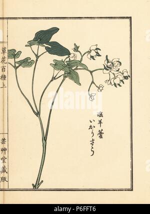 Ikarisou oder grossblütige barrenwort oder Bishop's Hut, Epimedium grandiflorum. Papierkörbe Holzschnitt von Kono Bairei von kusa Bana Hyakushu (Hundert Sorten von Blumen), Tokio, Yamada, 1901. Stockfoto