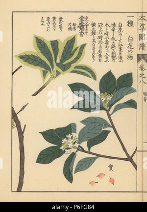 Indische Papier Anlage oder lokta, Daphne papyracea (Daphne cannabina Wand.) und Winter daphne Daphne odora Thunb. forma-marginata Mak. Farbe gedruckten Holzschnitt Kupferstich von Kan'en Iwasaki von "Honzo Zufu", eine illustrierte Anleitung zu Heilpflanzen, Japan, 1884. Iwasaki (1786-1842) war ein japanischer Botaniker, Entomologe und Zoologe. Er war einer der ersten japanischen Botaniker westlichen Wissens in seine Studien zu integrieren. Stockfoto