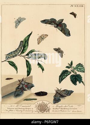 Pappel Hawk-moth, Laothoe populi, Kleine Elster Gleichnis motte Margaritia verticalis, grau scalloped Dyscia fagaria bar Motte, schattigen Breite bar Scotopteryx chenopodiata,. Papierkörbe Lithographie nach einer Illustration von Mose Harris von "Aurelian; eine natürliche Geschichte der englischen Motten und Schmetterlinge, die neue Edition von J.O. Westwood, von Henry Bohn, London, 1840 veröffentlicht bearbeitet werden. Stockfoto