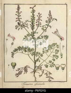 Gemeinsame fumitory, Fumaria officinalis. Papierkörbe Kupferstich von F. Guimpel von Dr. Friedrich Gottlob Hayne's Medical Botany, Berlin, 1822. Hayne (1763-1832) war ein deutscher Botaniker, Apotheker und Professor für Pharmazeutische Botanik an der Universität Berlin. Stockfoto