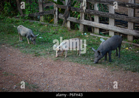 Drei Schweine essen Essen aus dem Boden in der Nähe des Zauns im ländlichen Raum in Laos. Stockfoto