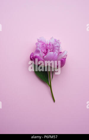 Sommer floral Konzept mit leuchtend rosa Pfingstrose Blumen auf rosa Hintergrund mit Kopie Raum Stockfoto