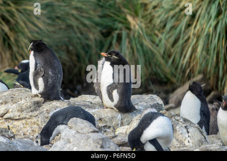 Südliche rockhopper Pinguine in West Point Island, Falkland Inseln Stockfoto