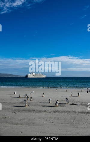 Le Lyrial auf Saunders Island mit Gentoo Pinguinen am Strand verankert, Falkland Inseln Stockfoto