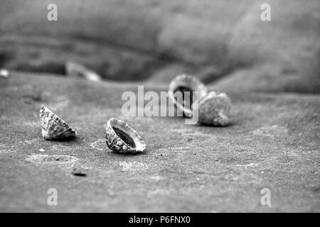 Limpet Muscheln am Felsen Stockfoto