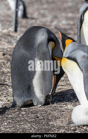 Königspinguin mit frisch geschlüpfte Küken am Hals, Saunders Island, Falkland Inseln Stockfoto