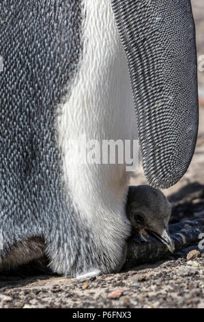 Königspinguin mit frisch geschlüpfte Küken am Hals, Saunders Island, Falkland Inseln Stockfoto