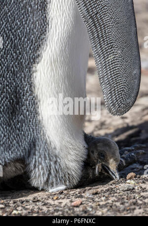 Königspinguin mit frisch geschlüpfte Küken am Hals, Saunders Island, Falkland Inseln Stockfoto