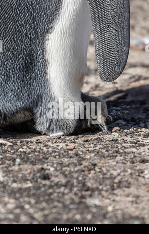 Königspinguin mit frisch geschlüpfte Küken am Hals, Saunders Island, Falkland Inseln Stockfoto