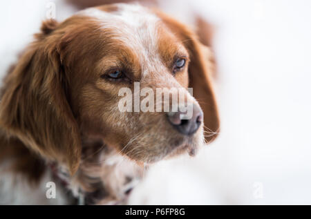 Orange und weiß French Brittany Spaniel portrait Stockfoto