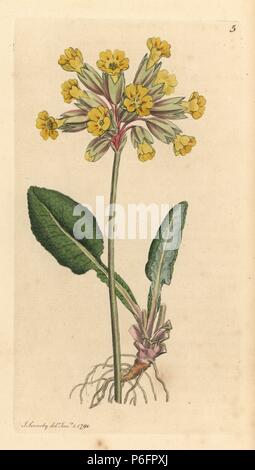 Gemeinsame Schlüsselblume, Primula Veris. Papierkörbe Kupferstich nach einer Zeichnung von James Sowerby für James Smith's Englisch Botanik, 1791. Stockfoto
