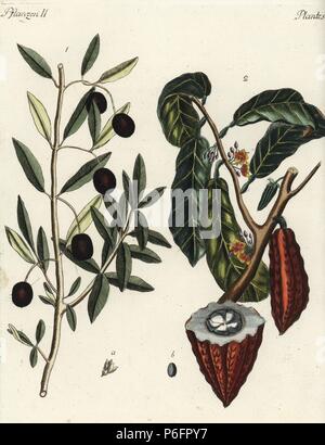 Olive Olea europaea 1, und Kakao oder Kakaobaum, Theobroma cacao 2, mit Kakao Obst und Bohnen. Papierkörbe Kupferstich von Johann Friedrich Bertuch's Bilderbuch pelz Kinder (Bilderbuch für Kinder), Weimar, 1792. Stockfoto