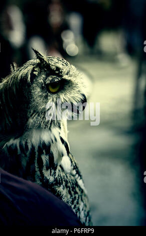 Wild ausgebildet Eule, Detail der grosse Vogel Stockfoto