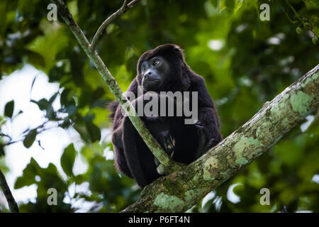 Die Tierwelt Panamas mit einem männlichen Mantelaffen, Alouatta palliata, im Soberania-Nationalpark, Provinz Colon, Republik Panama. Stockfoto