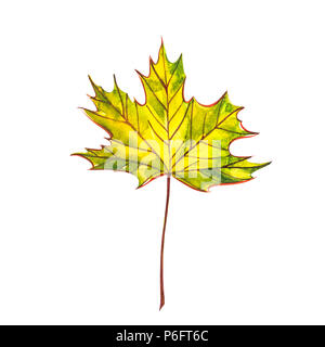 Herbst Blatt - Spitzahorn. Herbst Ahorn Blatt auf einem weißen Hintergrund. Aquarell Abbildung. Stockfoto