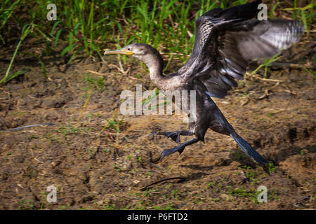 Unreife Neotropis Kormoran, Phalacrocorax brasilianus, Landung neben Rio Pequeni, Republik Panama. Stockfoto