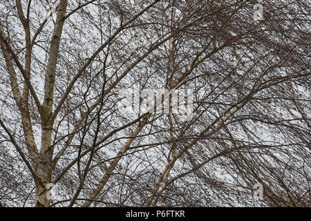 Ein Bild von einem silbernen Birke (Betula pendula) Baum und Zweige ohne Blätter Stockfoto
