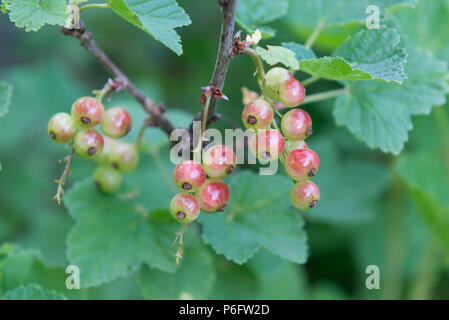 Rote beeren erste Anzeichen einer Reifung Stockfoto