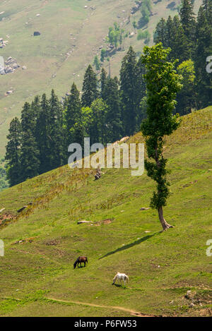 Pferde in Wiesen des Himalya, Parvati Tal, Himachal Pradesh, Indien. Stockfoto