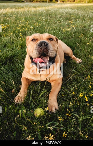 Brauner hund Cane Corso liegt in einem Feld auf dem grünen Rasen Stockfoto