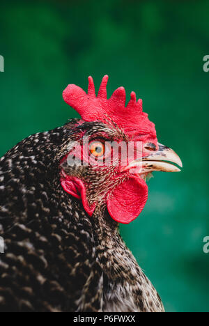 Porträt von einem Huhn mit grauen Federn close-up Stockfoto