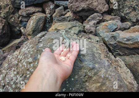 Eidechse ist das Essen aus der Hand der Frau zu Rocks gestreckt. Freundlicher Umgang mit Natur und Umwelt Konzepte. Selektive konzentrieren. Bild m Stockfoto