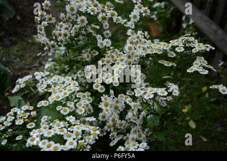 Kleine weiße Kamille im Sommer Garten Stockfoto