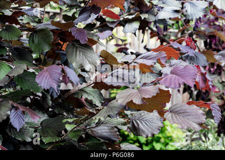 Corylus maxima Purpurea, betulaceae. Purple leaf Hazel. Stockfoto